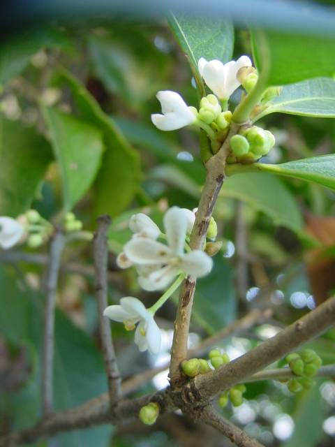 山好き、花好き : ブータンルリマツリ開花