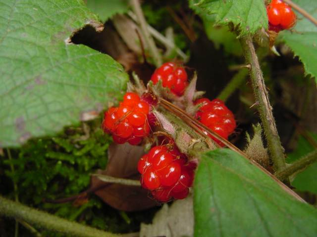 Dsc00778_1