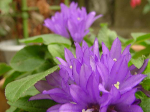dsc00781