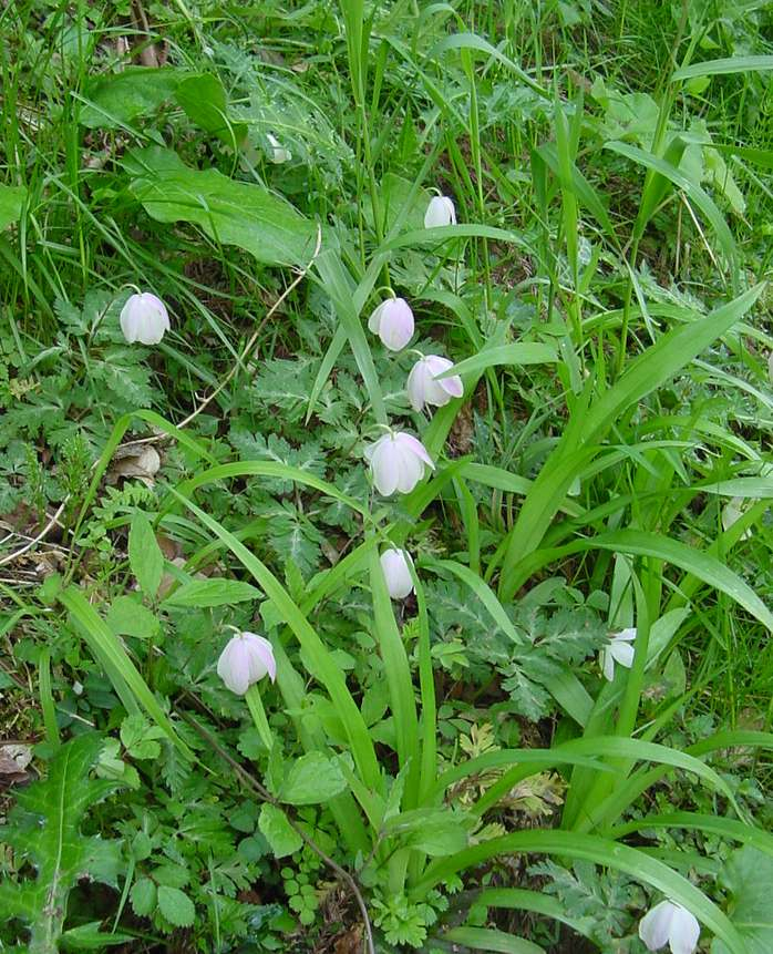 Dsc00785_1