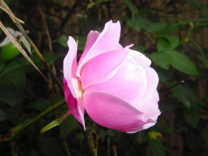 Dsc00785_3