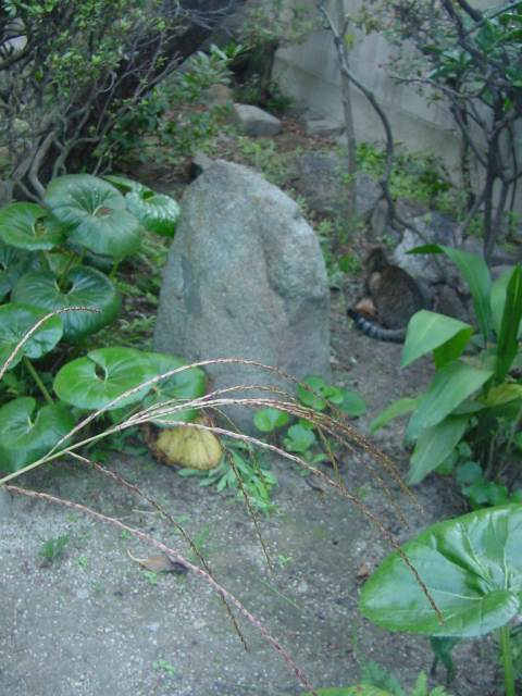Dsc00786
