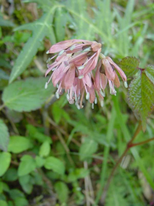 Dsc00786_2