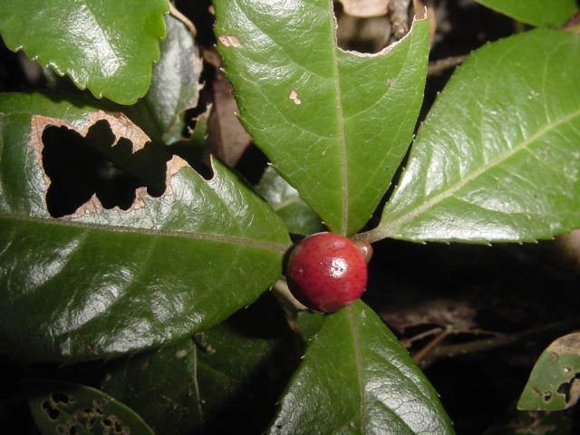 Dsc00791