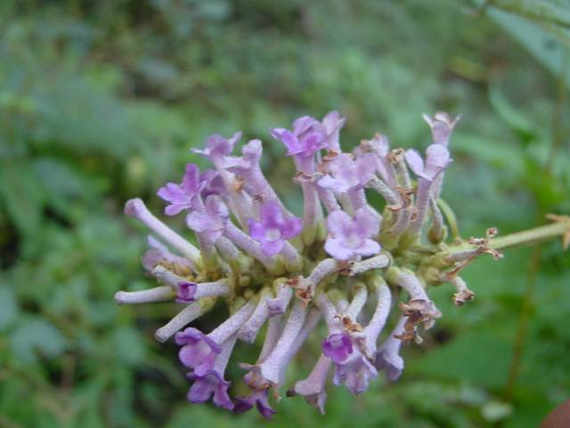 Dsc00791_1