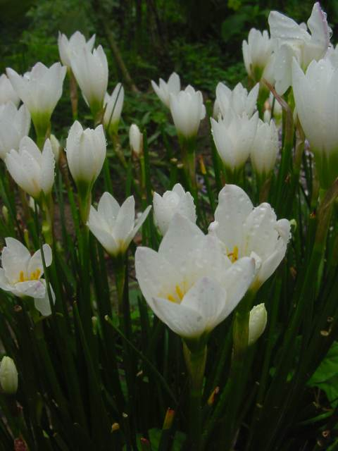 Dsc00792_5