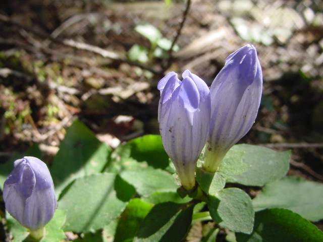 Dsc00799_1