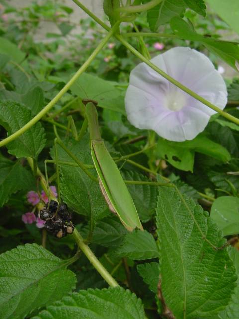 Dsc00800
