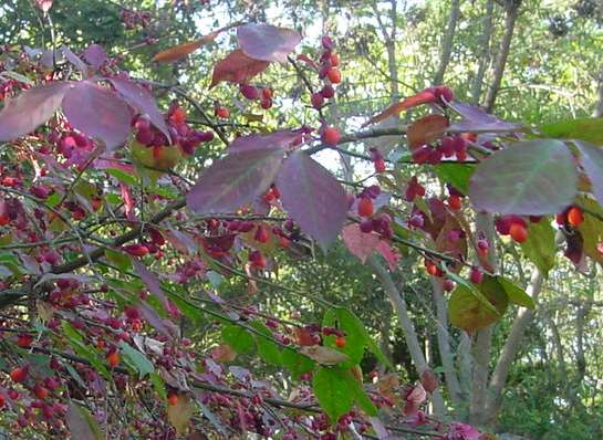 Dsc00800_1
