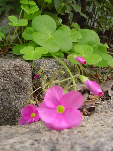 Dsc00801_1