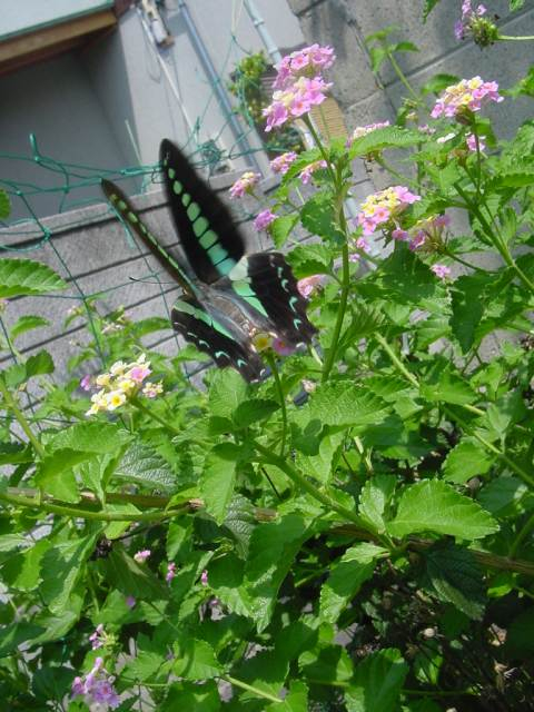 dsc00801
