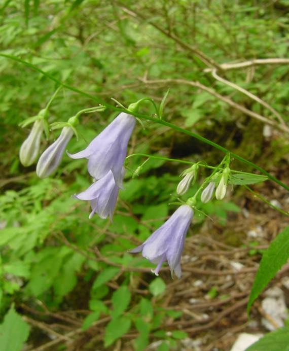 dsc00801