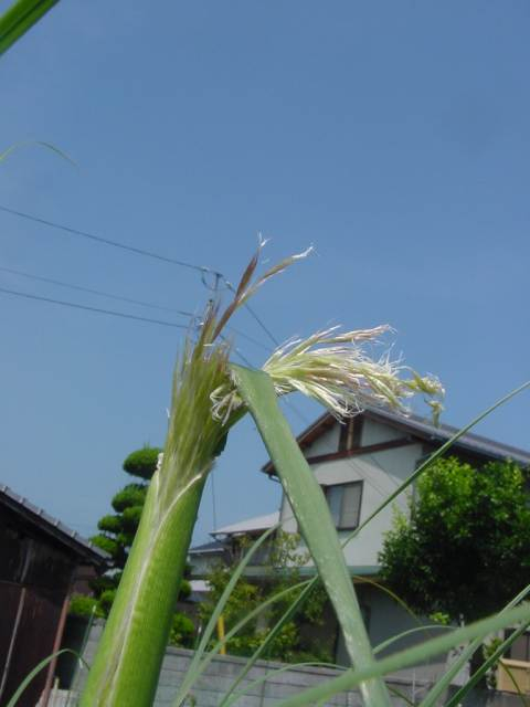 dsc00802