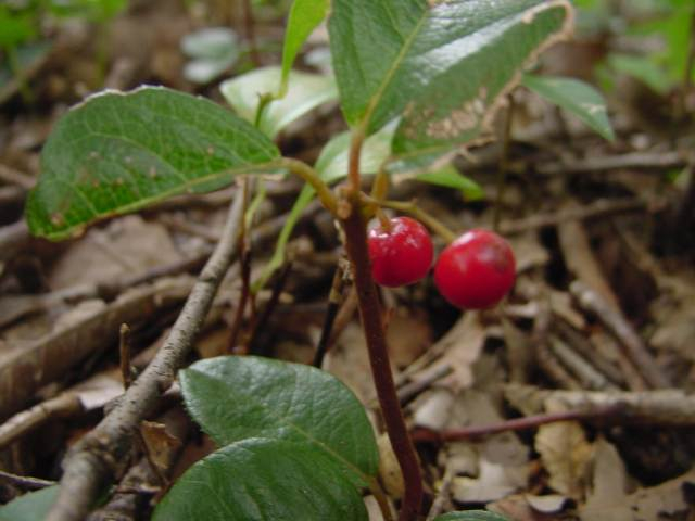 dsc00804
