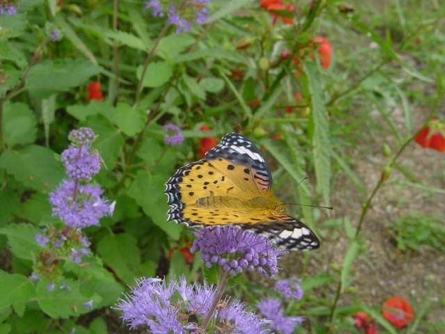 dsc00807