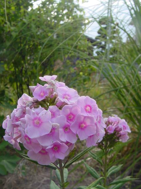 dsc00807