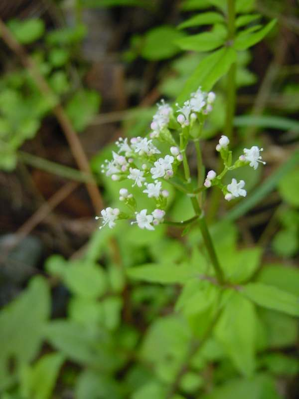 Dsc00807_3