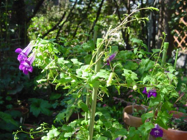 Dsc00817_1