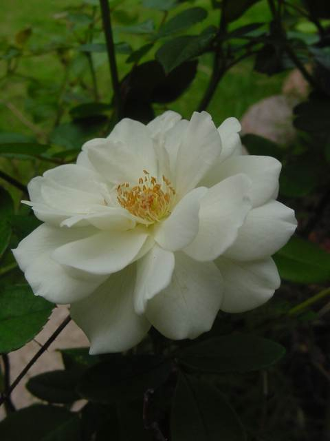 Dsc00820