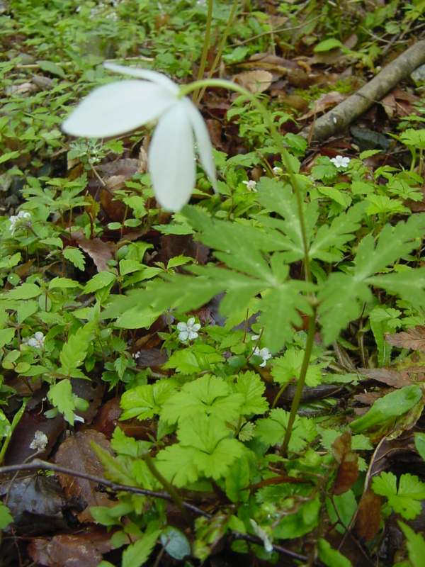 Dsc00822_1