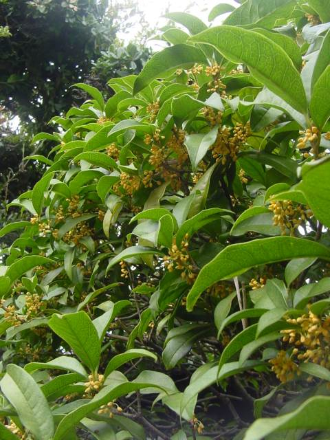 Dsc00830