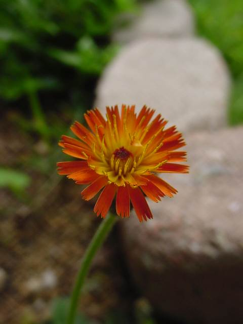 Dsc00833_3