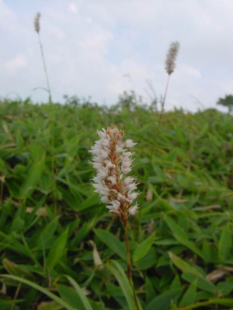 dsc00842
