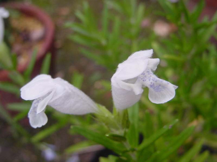 Dsc00844