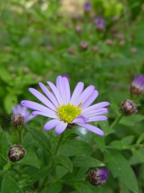 dsc00845