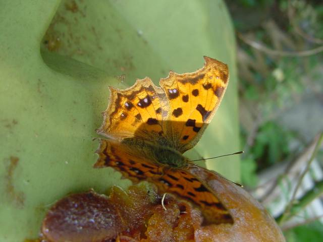 Dsc00850