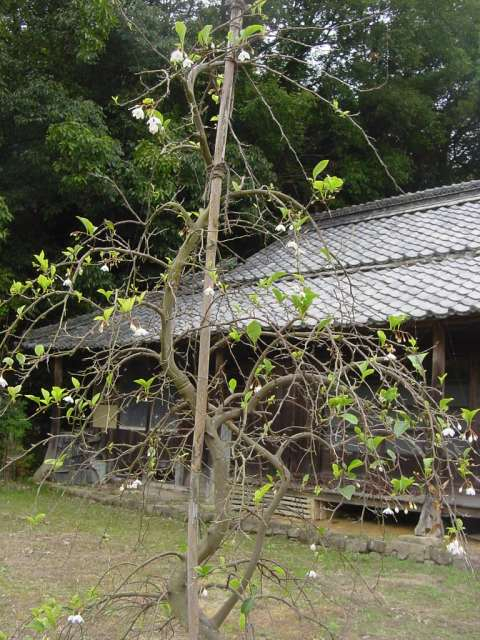 Dsc00857_1