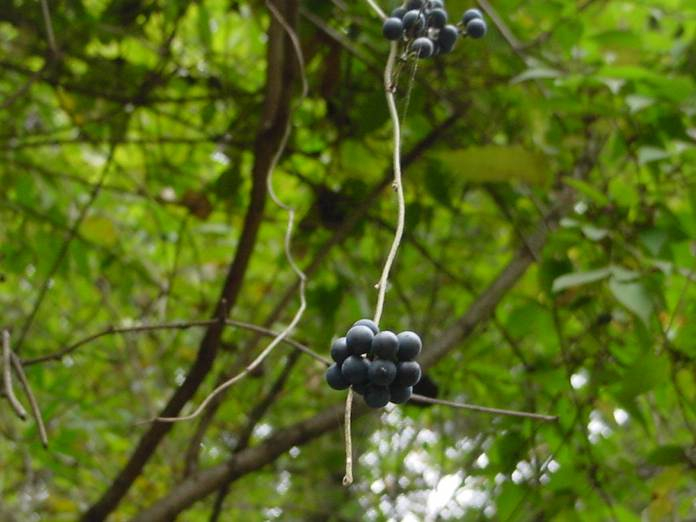 Dsc00862_1