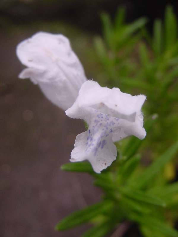Dsc00874_3