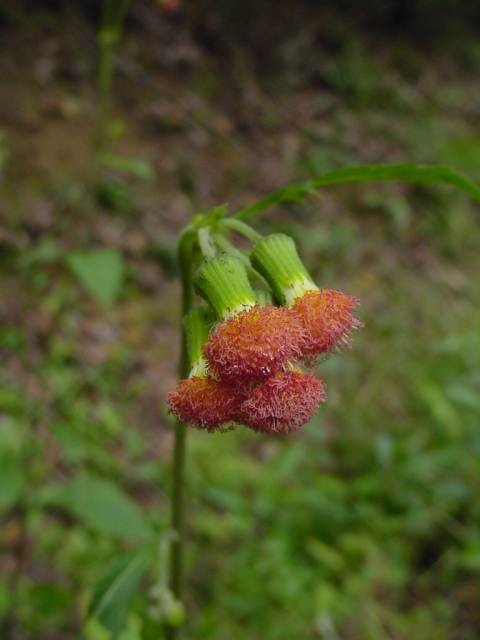 Dsc00877