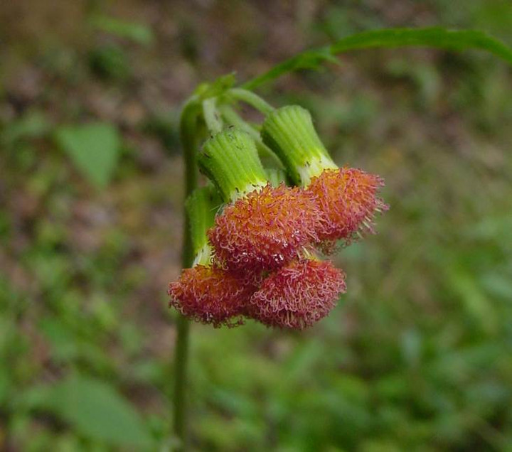 Dsc00877_1