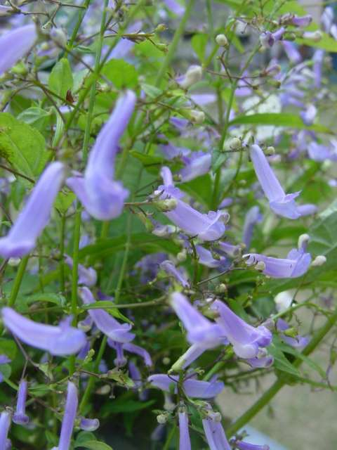 山好き、花好き : セキヤノアキチョウジ