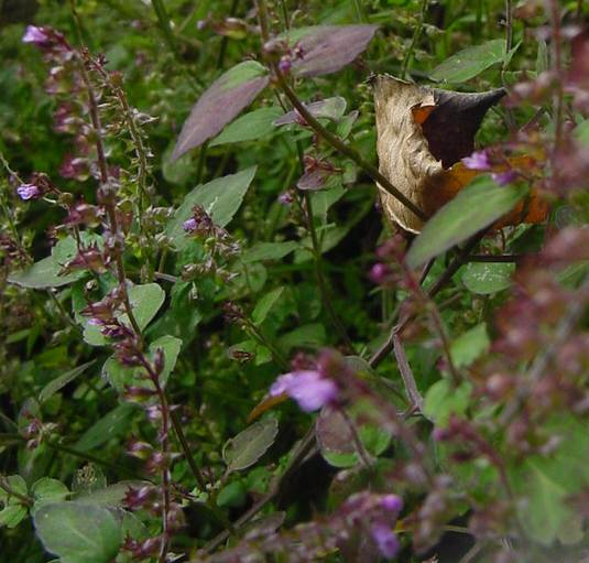 Dsc00882_3
