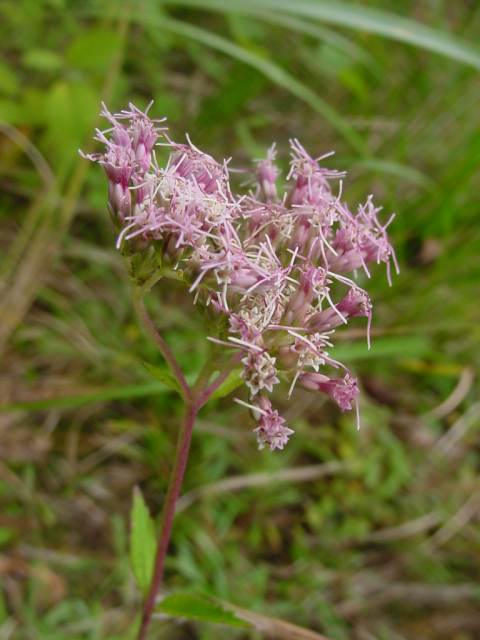 Dsc00883_1