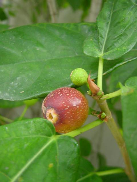 dsc00890