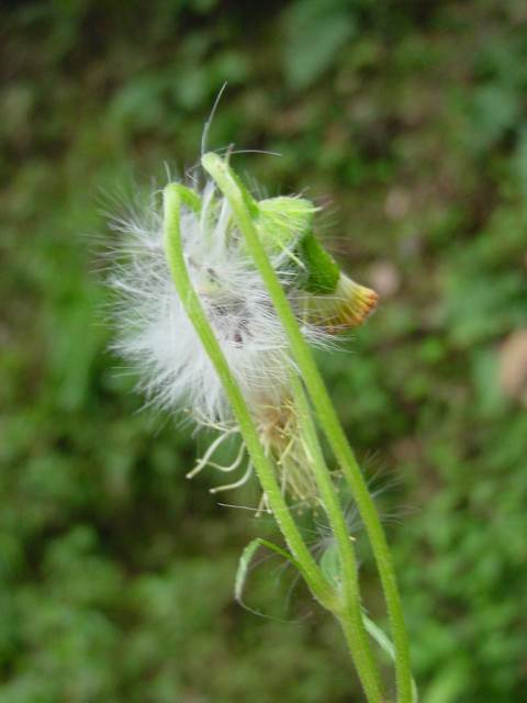 Dsc00891