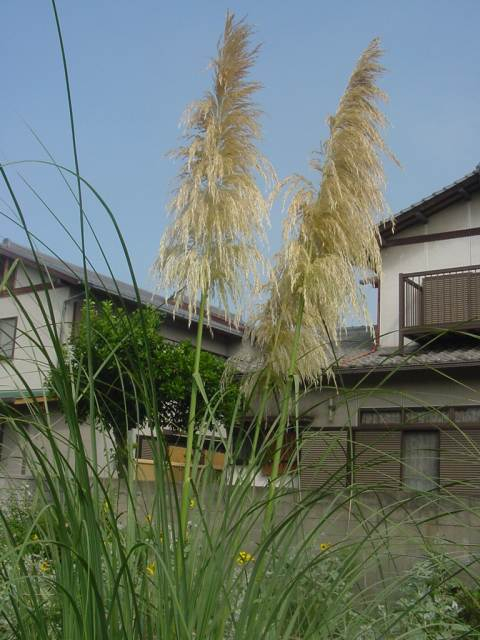 dsc00897