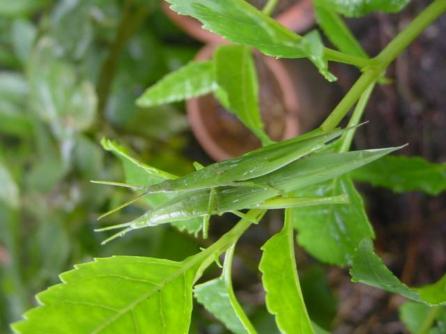 dsc00898