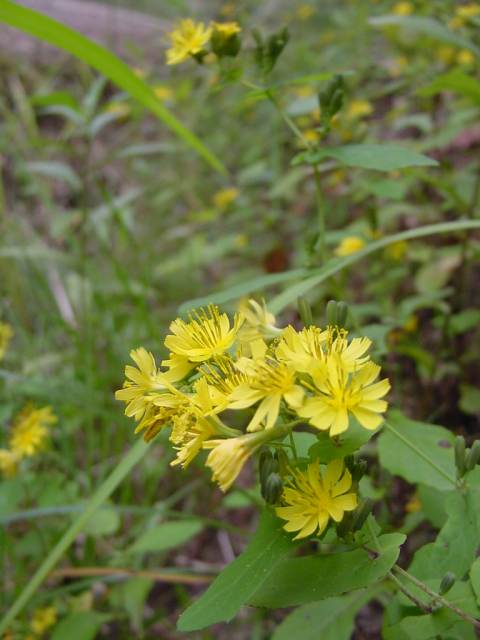 Dsc00900