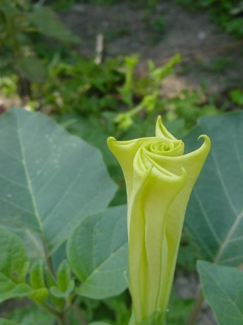 dsc00903