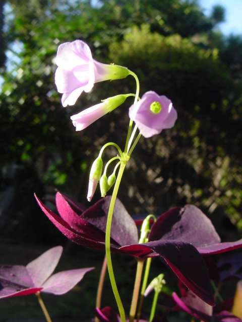 Dsc00906