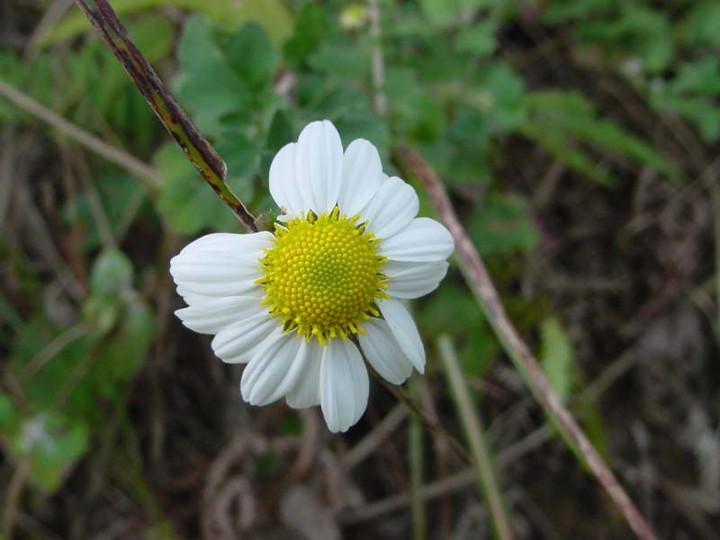 Dsc00907