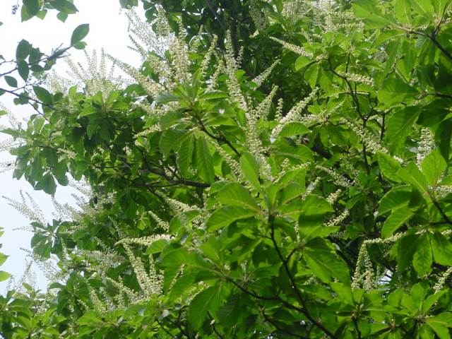 dsc00910