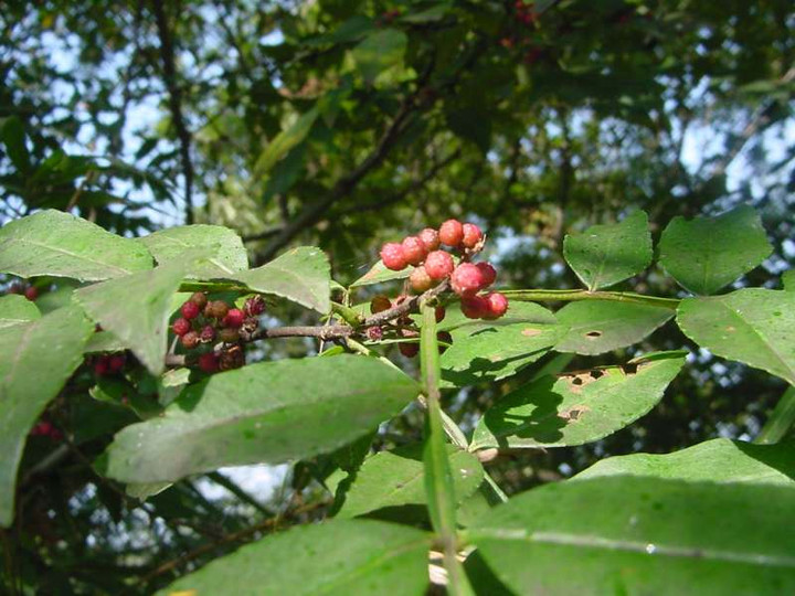 Dsc00918_2