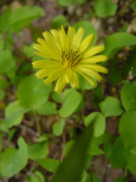 Dsc00920_1