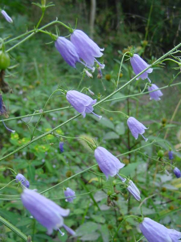 Dsc00920_3